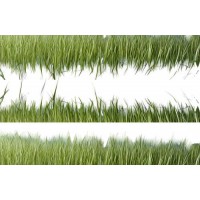 ดาวน์โหลดฟรี รูปภาพทุ่งหญ้าสีเขียว format .png ตัดพื้นหลังออก
